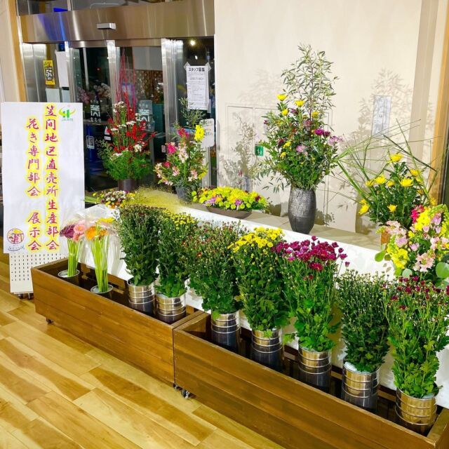 皆さま　こんにちは...!!
JA常陸・道の駅かさま「直売所みどりの風」からのお知らせです📢⚡

直売所の出荷者で構成されている笠間地区直売所生産部会・花き専門部会の皆様が、当直売所の売場にお花を展示くださいました🌼✨
笠間市は小菊の産地であり、その小菊を使用した物や他にもガーベラ等の展示もございます💁‍♀️

展示期間は11月22日（金）から11月24日（日）までと短い期間ではございますが、是非ご来店いただき、ご覧になってみてください❕

　
「みどりの風」には笠間市や近郊の農家さんから、採れたての農産物が出荷されております。
出荷頂いている農家さんは定期的に栽培講習会や農薬適正使用の勉強会を実施ししており、安全・安心な農産物の提供に力を注いでおります。

　
農家・従業員一同、皆様のご来店をお待ちしております🙌

　
〇道の駅かさま「直売所みどりの風」〇
住所：茨城県笠間市手越22-1
電話：0296-71-8831

　
　
#道の駅かさま #道の駅 #茨城県 #茨城 #いばらき #笠間市 #笠間 #直売所 #みどりの風 #旬 #農作物 #ja #ja常陸 #笠間産 #小菊 #ガーベラ